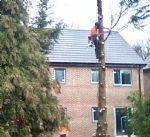 Trees chopped in nesting season on Poets estate Swinton